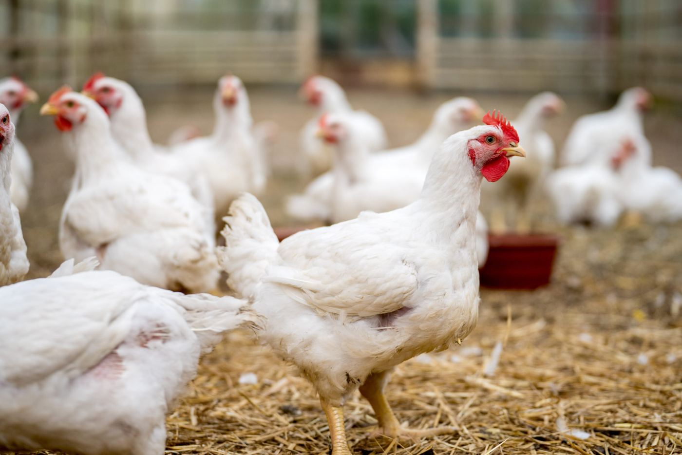 Live broiler chickens