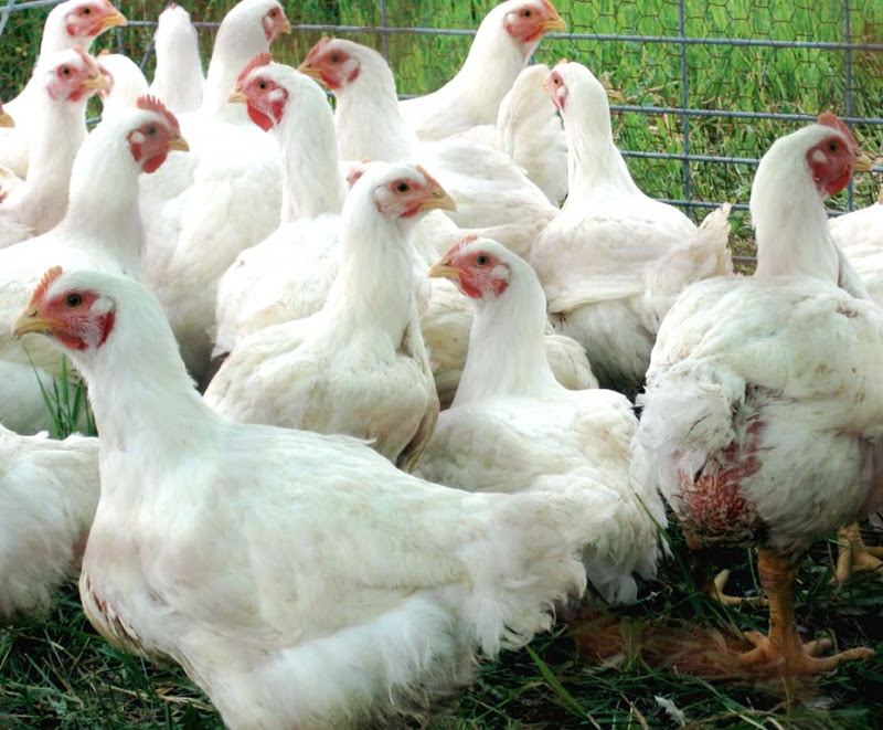Flock of broiler chickens for bulk orders