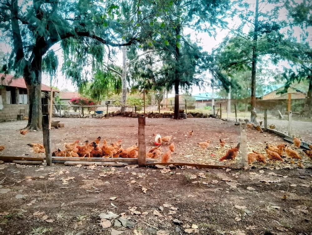 Free-range Kienyeji chickens under the trees at our farm