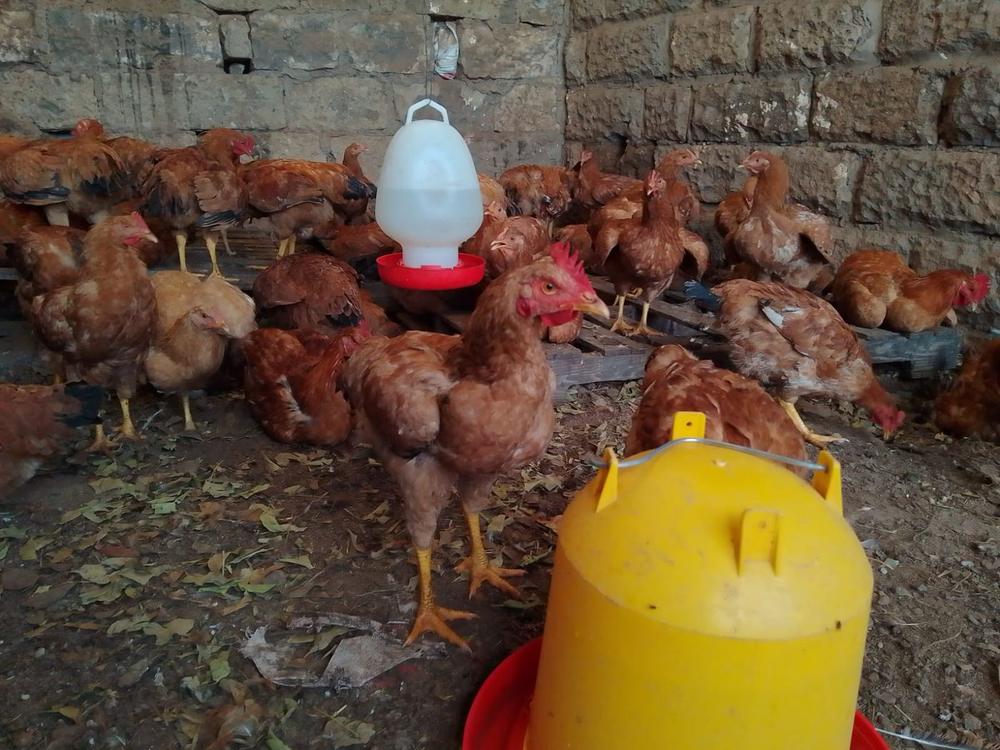 Kienyeji chickens at the feeder in their housing