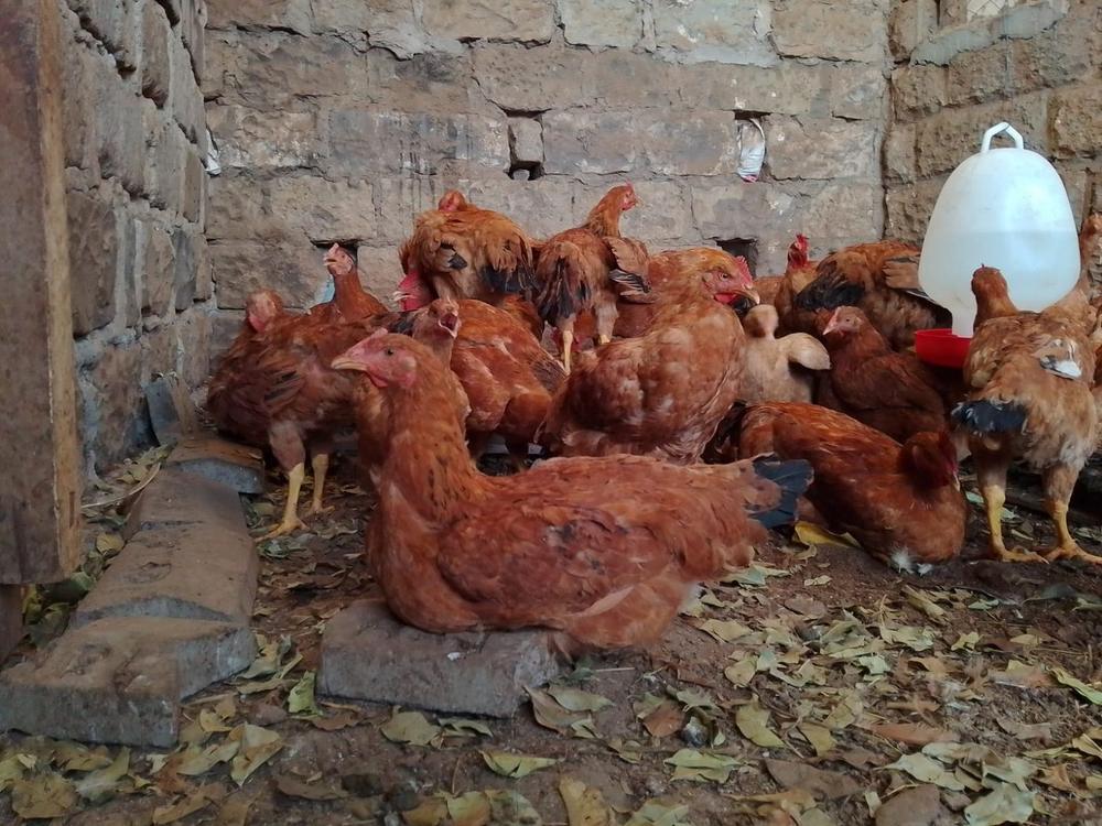 Kienyeji hens in their stone chicken house