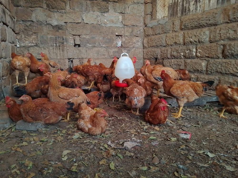 Kienyeji chickens around a drinker in the chicken house