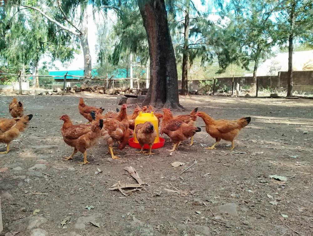 Kienyeji chickens feeding outdoors