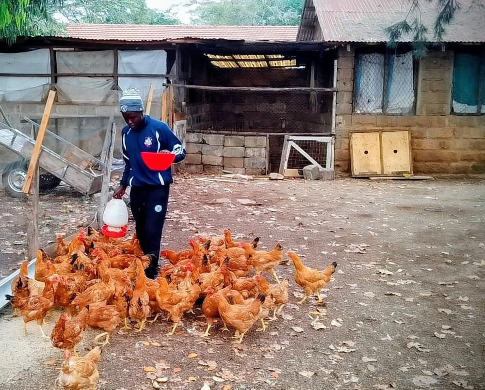 Farmer feeding Improved Kienyeji chickens at our farm