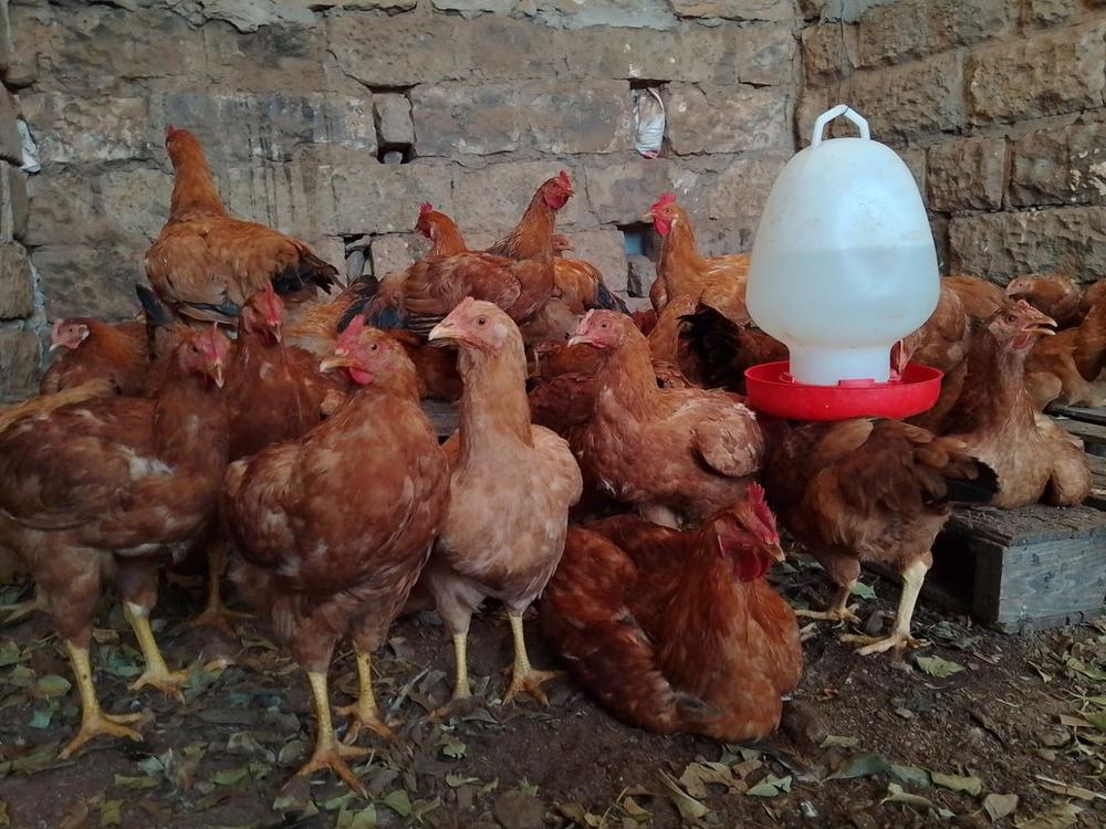 Improved Kienyeji chickens at our farm, ready for bulk orders