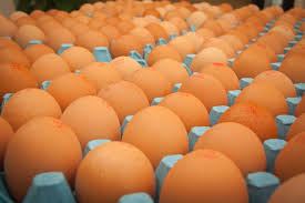 Trays of layers eggs